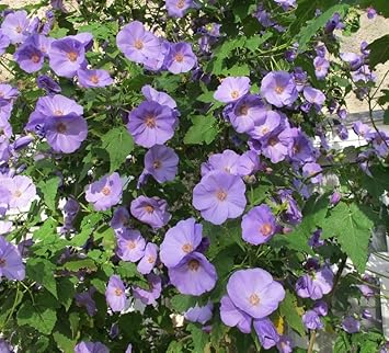 Striatum Flower Purple - Heirloom, Non - Gmo Seeds