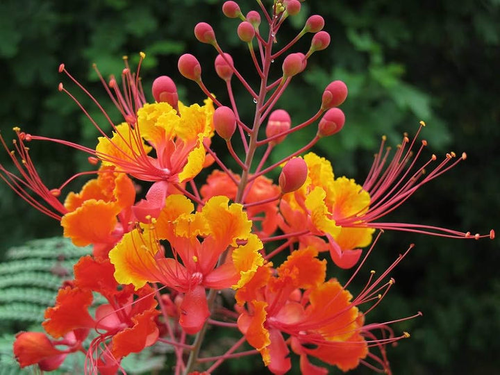 Red Caesalpinia or Peacock Flower Seeds for Planting - 100