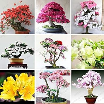 Pink Azalea - Heirloom, Non - Gmo Seeds