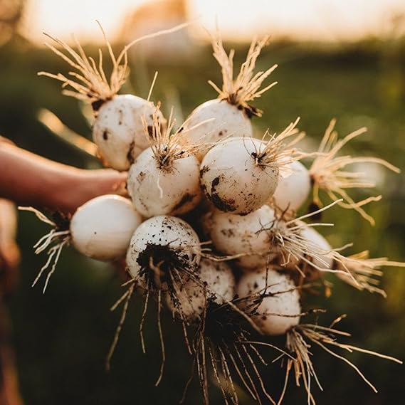 Onion Allium Cepa Sweet Spanish White Vegetable Seeds for Planting – Variety for Kitchen Garden and Cooking Use