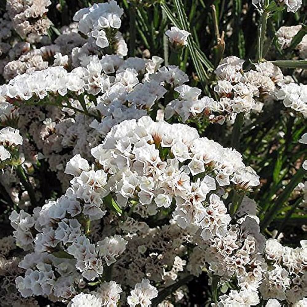 Statice Fortress Mix Flower Seeds for Planting