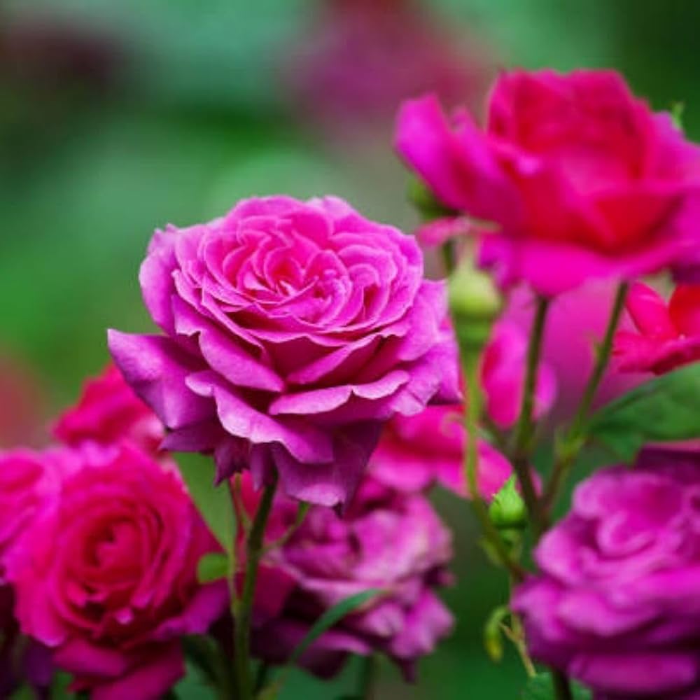 Climbing Rose Rosa Hybrid Seeds for Planting in Outdoor Garden and Balcony Garden