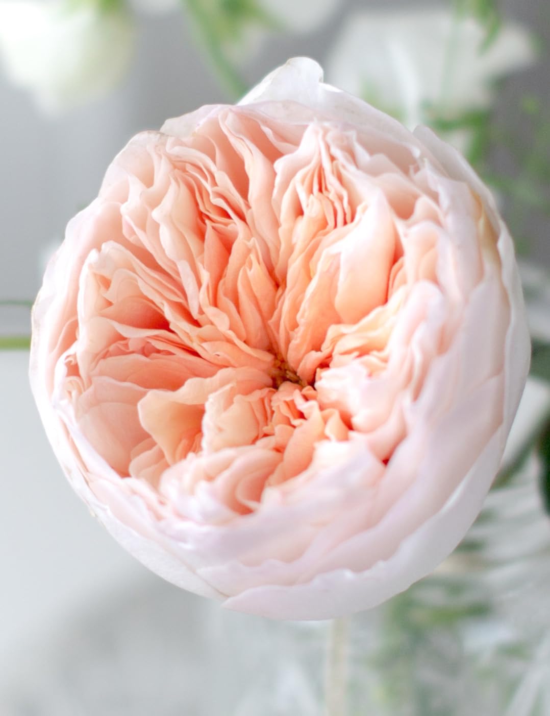 Juliet Rose Rosa spp. Seeds for Planting in Flower Bed & Garden