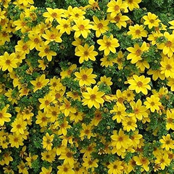 Yellow Bidens Flower Seeds for Planting, 100 seeds for planting in home garden