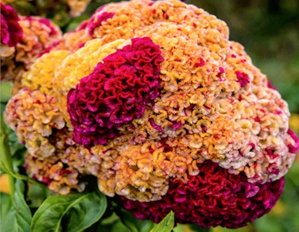 Celosia Crested Cockscomb Mixed Colors Flower Seeds for Garden