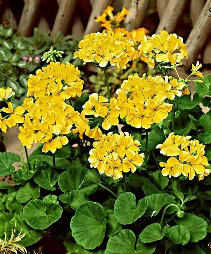 Geranium Flower Yellow - Heirloom, Non - Gmo Seeds