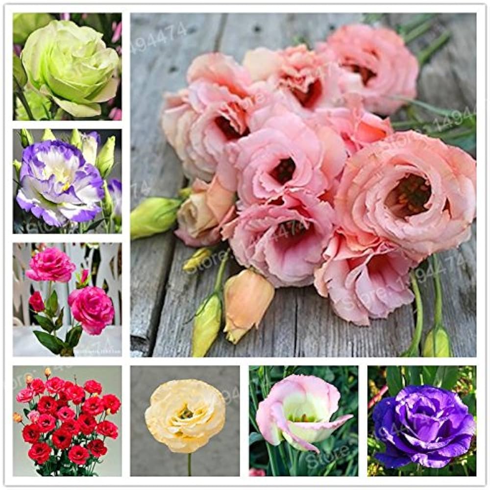 Eustoma Eustoma grandiflorum mixed perennial flower seeds for planting in backyard gardens