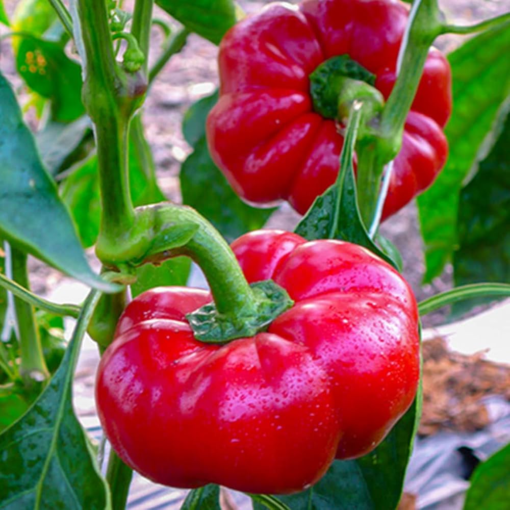 Graines de Poivron Topepo Rosso Pepper Seeds for Planting vegetable patch