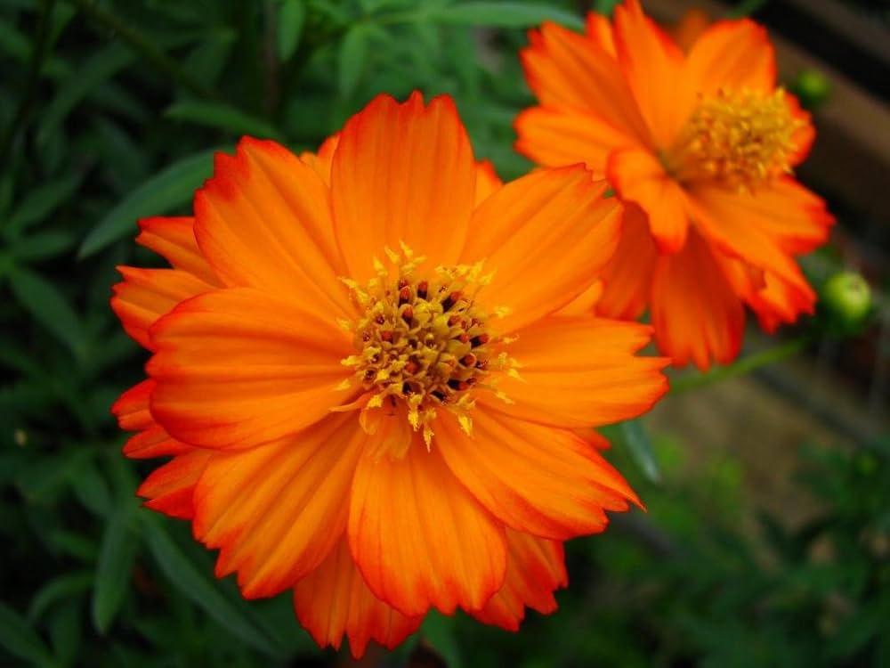 Cosmos Sulphur Tall Mixed Seeds Yellow Orange Red Seeds