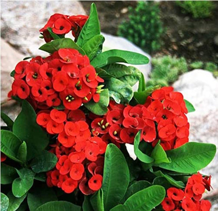 Heirloom Deep Red Euphorbia Milii Flower Seeds for Planting, Non-GMO