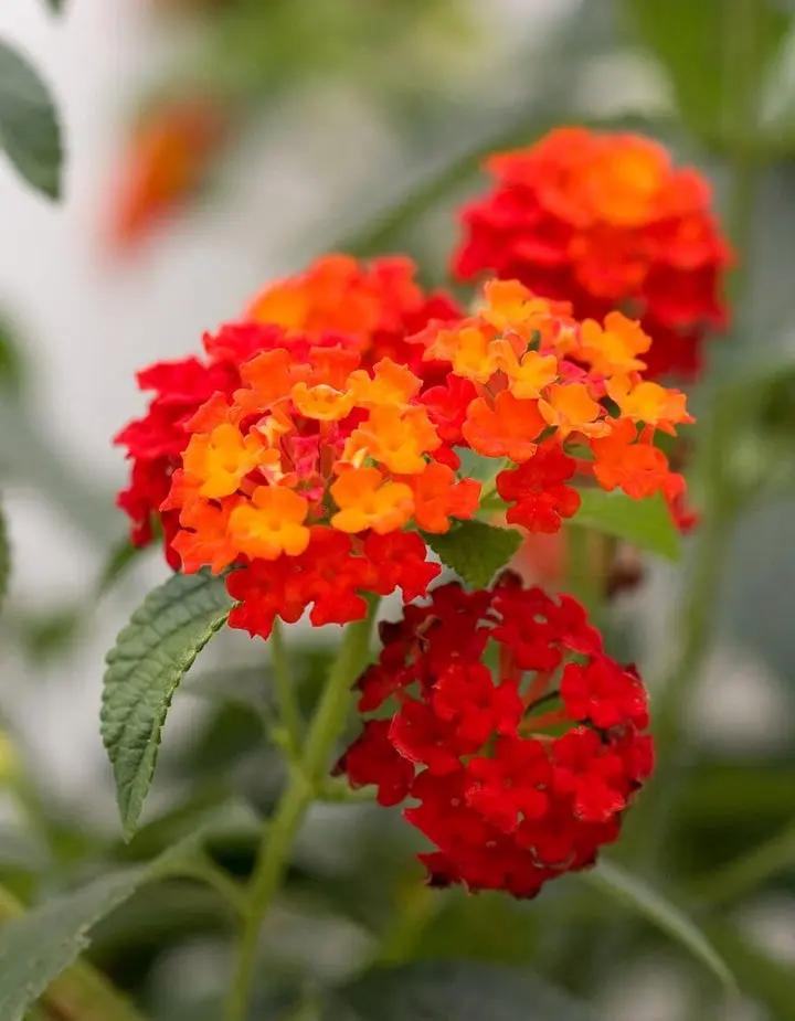 Orange Lantana Flower Seeds for Planting NON GMO Seeds Dhara Seeds