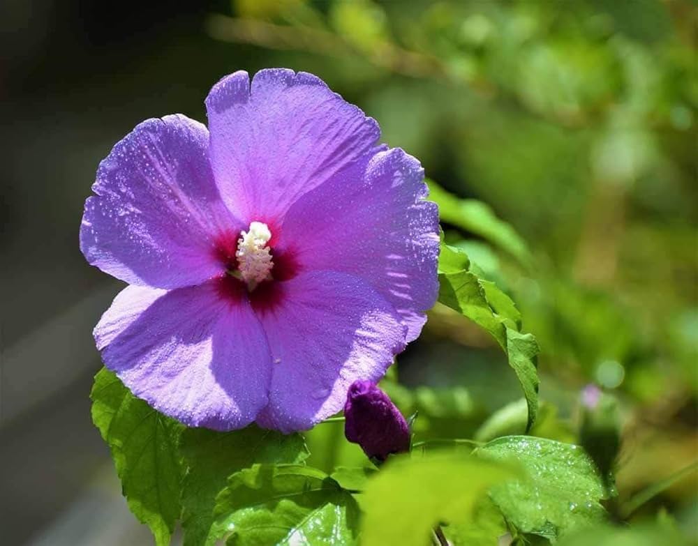 Exotic Purple Hibiscus Flower Seeds Tropical Hardy Variety for Flowering Garden Planting