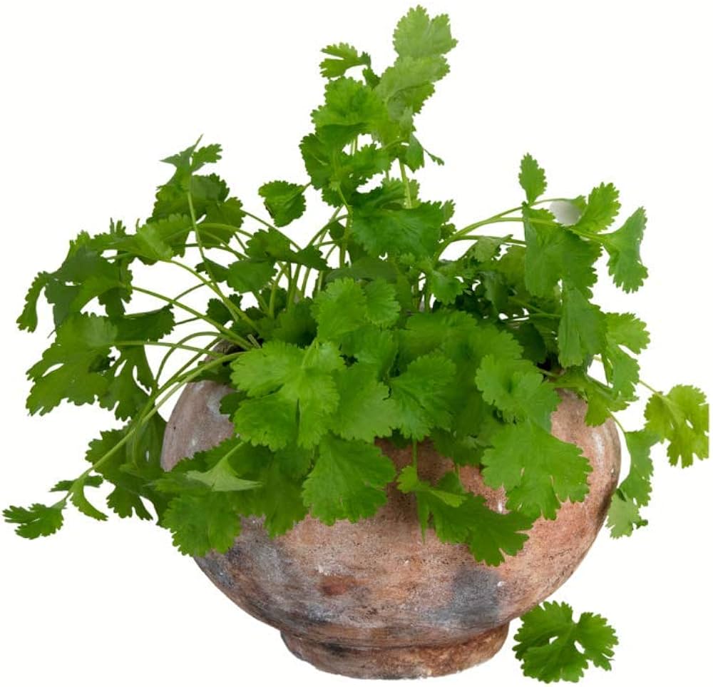 Cilantro Herb (Coriandrum sativum) seeds for herb garden planting