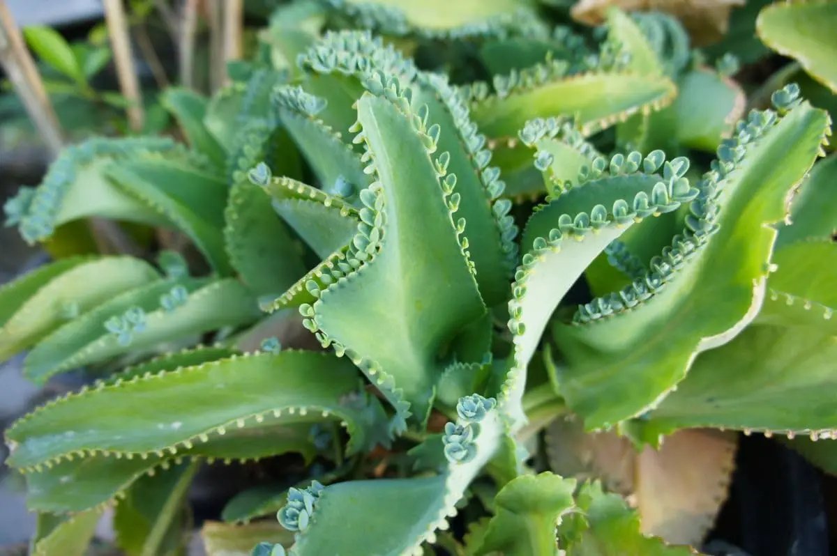 Kalanchoe Daigremontiana Seeds – Heirloom, Non-GMO Succulent Seeds for Planting Indoors Dhara Seeds