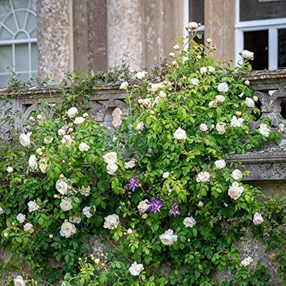 Brass Band Rose Rosa spp. flower seeds for planting in backyard gardening and patio pots
