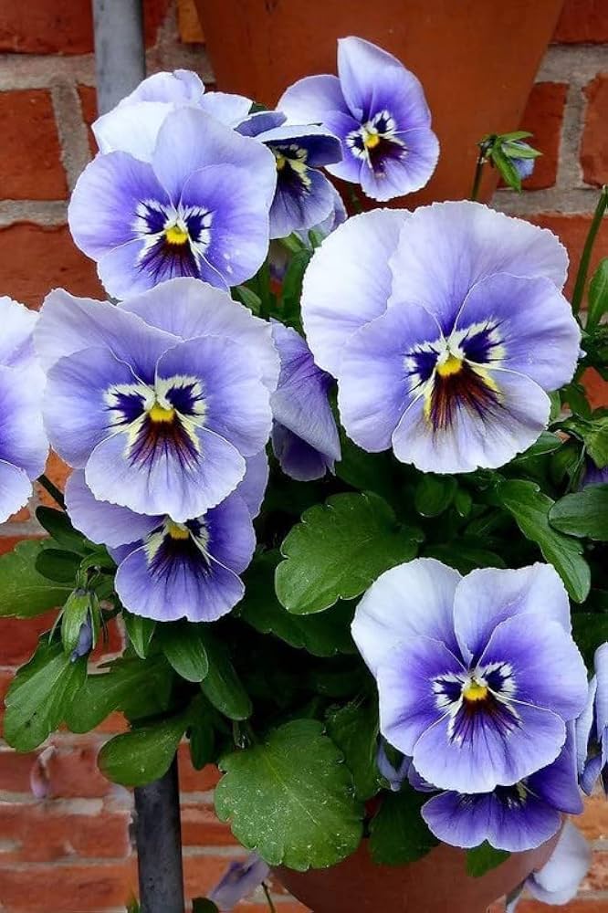 Pure Blue Pansy (Viola tricolor var. hortensis) for planting in home garden