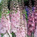 Heirloom Non-GMO Giant Pink Delphinium Seeds