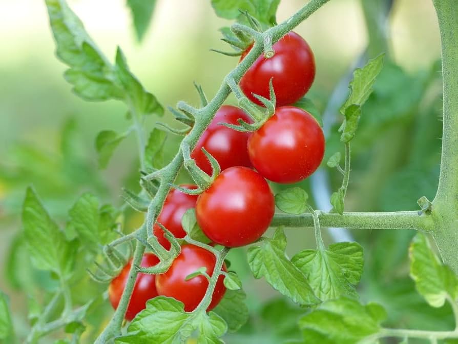 Sweetie Tomato Seeds for Planting Heirloom Non-GMO Seeds