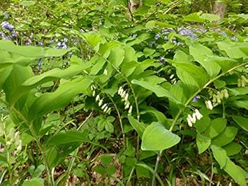 Organic White Solomon's Flower Seeds for Planting – Heirloom, Non-GMO