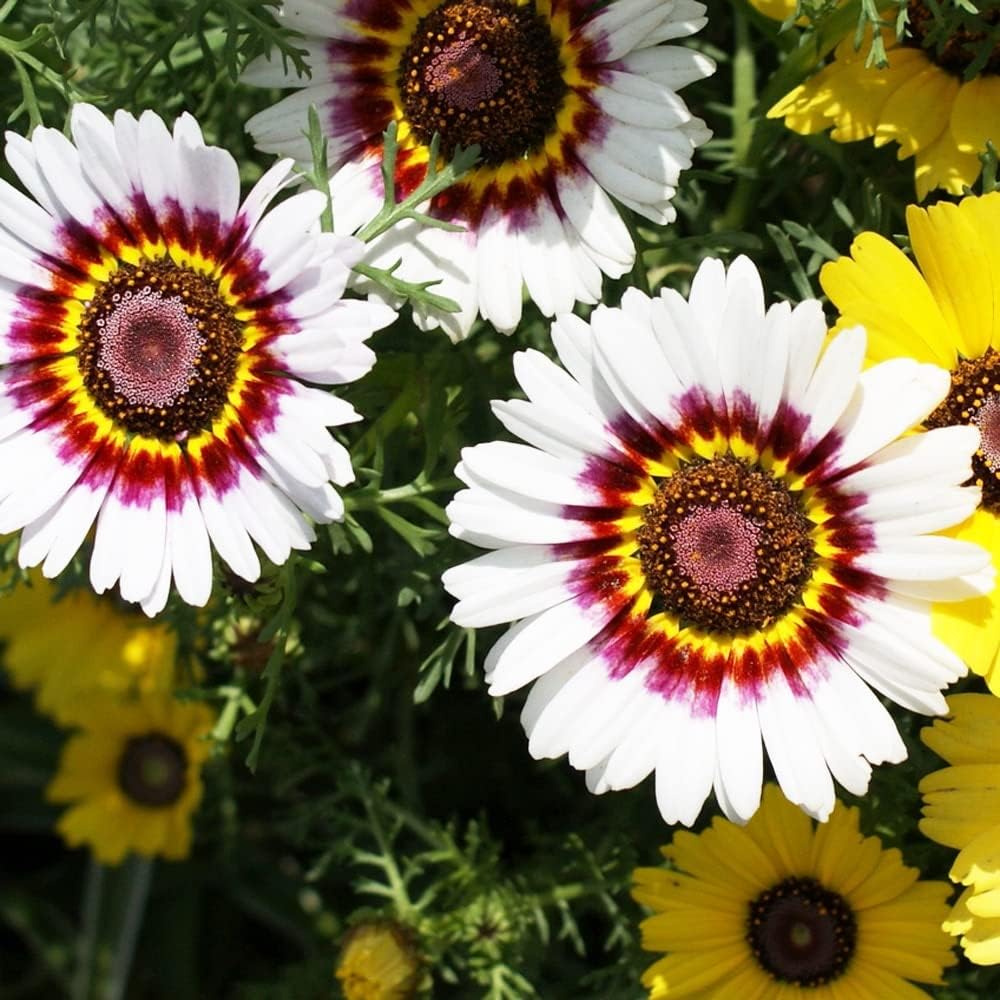 White Chrysanthemum Carinatum Flower Seeds for Planting - NON GMO Seeds seeds for planting in home garden