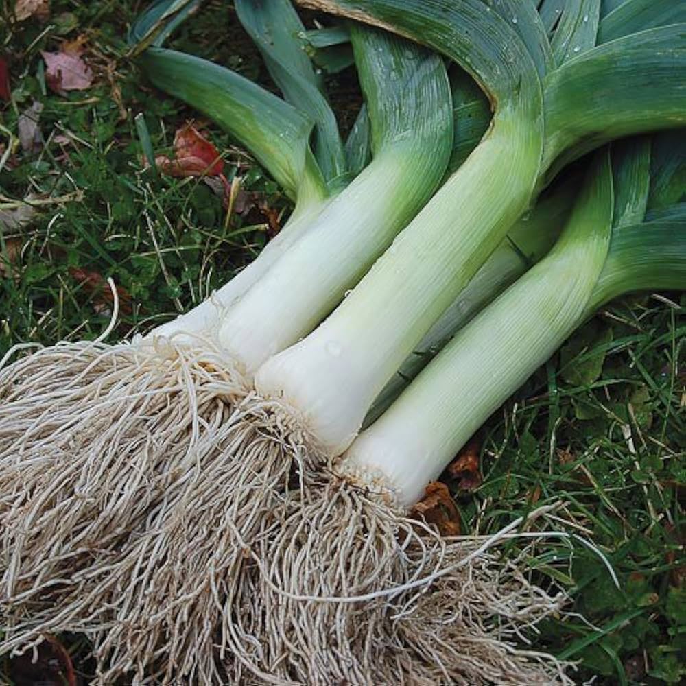 Leek Allium porrum vegetable seeds
