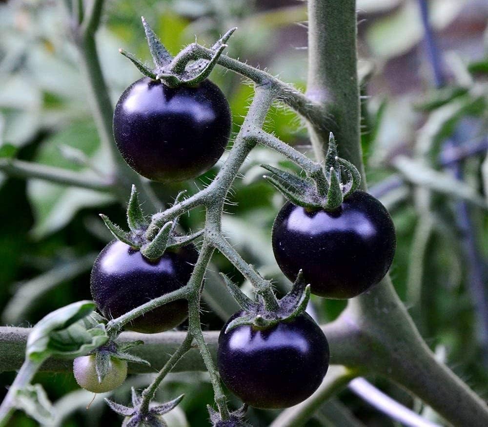Purple Tomato Seeds Solanum lycopersicum for Planting in Raised Bed and Urban Garden