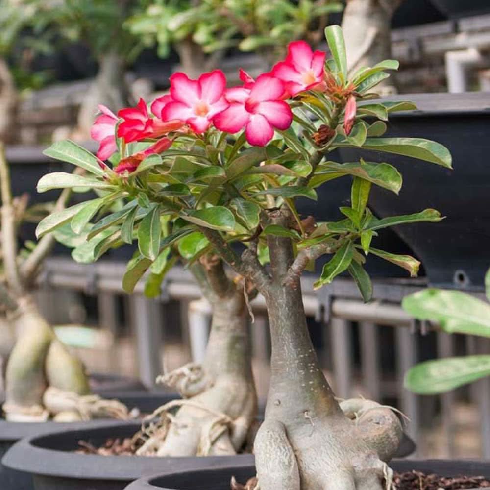Pink Rose Chinensis Bonsai Flower Seeds for Planting in Indoor Pots and Home Garden Displays