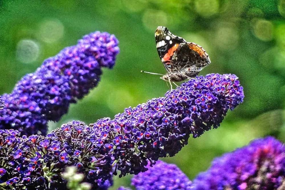 Pink Buddleia Flower Seeds – Non-GMO Seeds for Vibrant Garden Planting for planting in your garden.