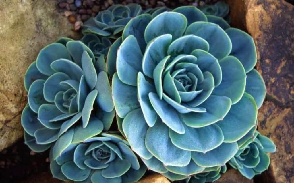 Sky Blue Ornamental Plant Seeds – Heirloom Non-GMO Seeds for Decorative Garden Planting for planting in your garden.