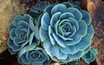 Sky Blue Ornamental Plant Seeds – Heirloom Non-GMO Seeds for Decorative Garden Planting for planting in your garden.