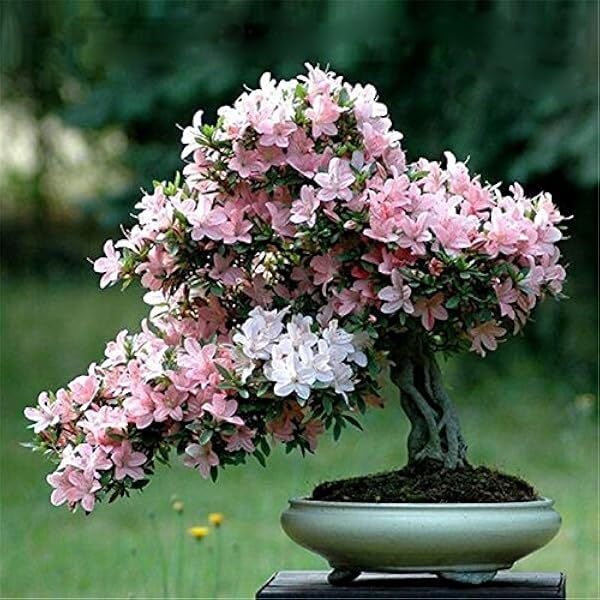 Rare Light Mixed Japanese Rose Bonsai Seeds for Stunning Bonsai