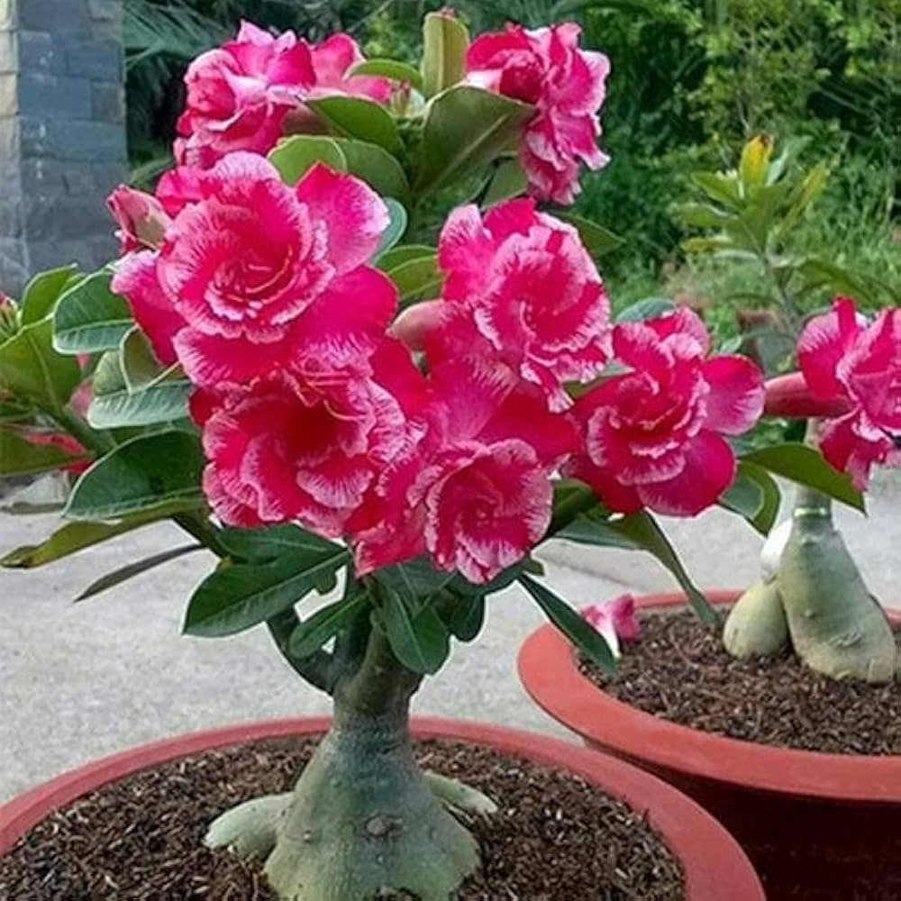 Desert Rose Seeds 'Lemon Pink' – Adenium Obesum Flowering Bonsai