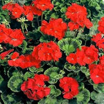 Heirloom Non-GMO Red Geranium Flower Seeds for Planting - Beautiful Blooms Dhara Seeds