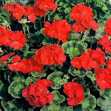 Heirloom Non-GMO Red Geranium Flower Seeds for Planting - Beautiful Blooms Dhara Seeds