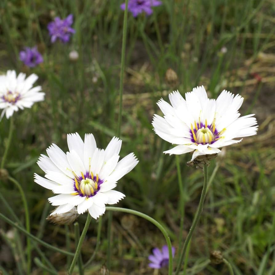Cupid’s Dart white flower seeds for cottage garden