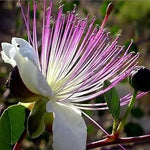 White Pink Capparis Spinosa Plant Seeds for Planting - NON GMO Seeds for planting in home garden