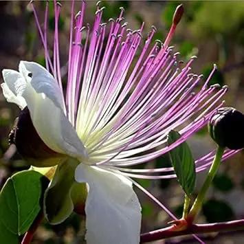 White Pink Capparis Spinosa Plant Seeds for Planting - NON GMO Seeds for planting in home garden