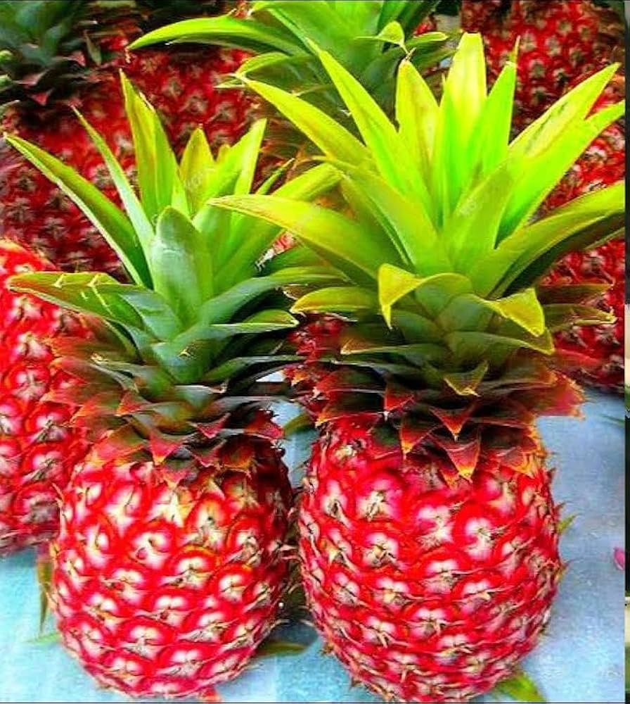 RED PINEAPPLE FRUIT PLANT HYBRID Seeds