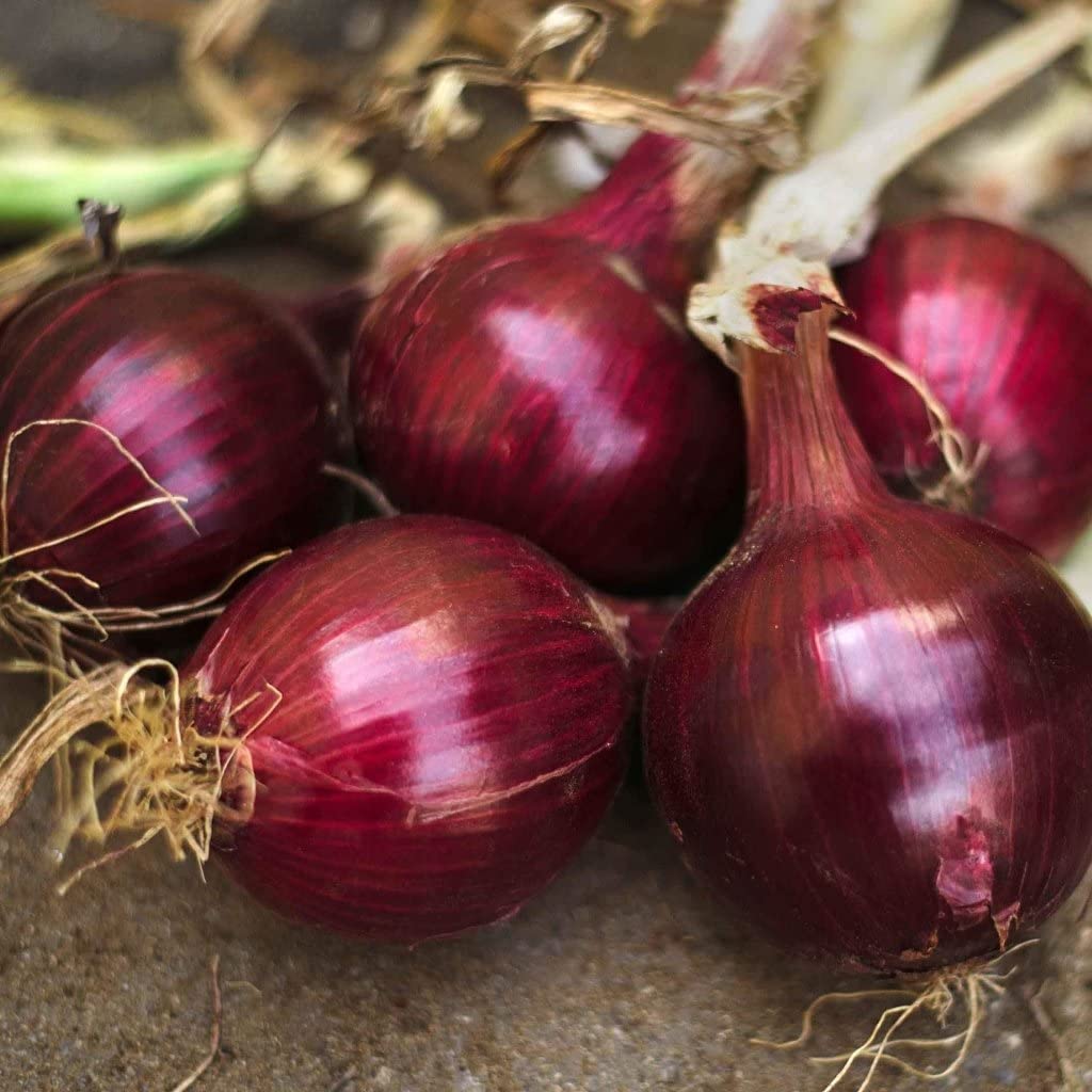 Onion Allium Cepa Red Burgundy Vegetable Seeds for Planting – Heirloom Onion Seeds for Kitchen Garden and Culinary Use