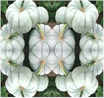 Blue Pumpkin Vegetable Seeds for Planting, heirloom & Non-GMO Seeds