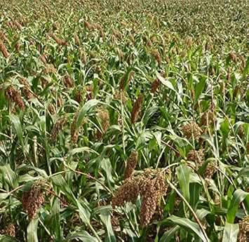 Green Sorghum Plant Seeds for Planting, heirloom & Non-GMO Seeds