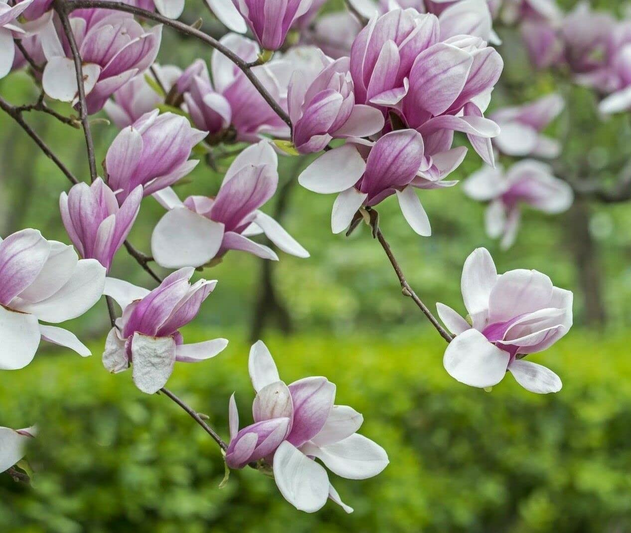 Soulangeana Flower Seeds for Planting - 100 pcs for planting in your garden.