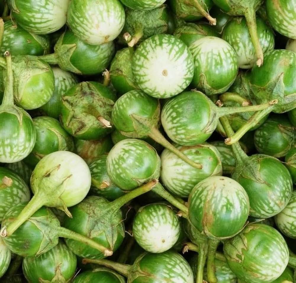 Thai Eggplant Solanum Melongena Vegetable Seeds for Planting in Containers and Kitchen Garden Spaces