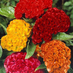 close-up of velvety ruffled cockscomb flower head resembling rooster comb

