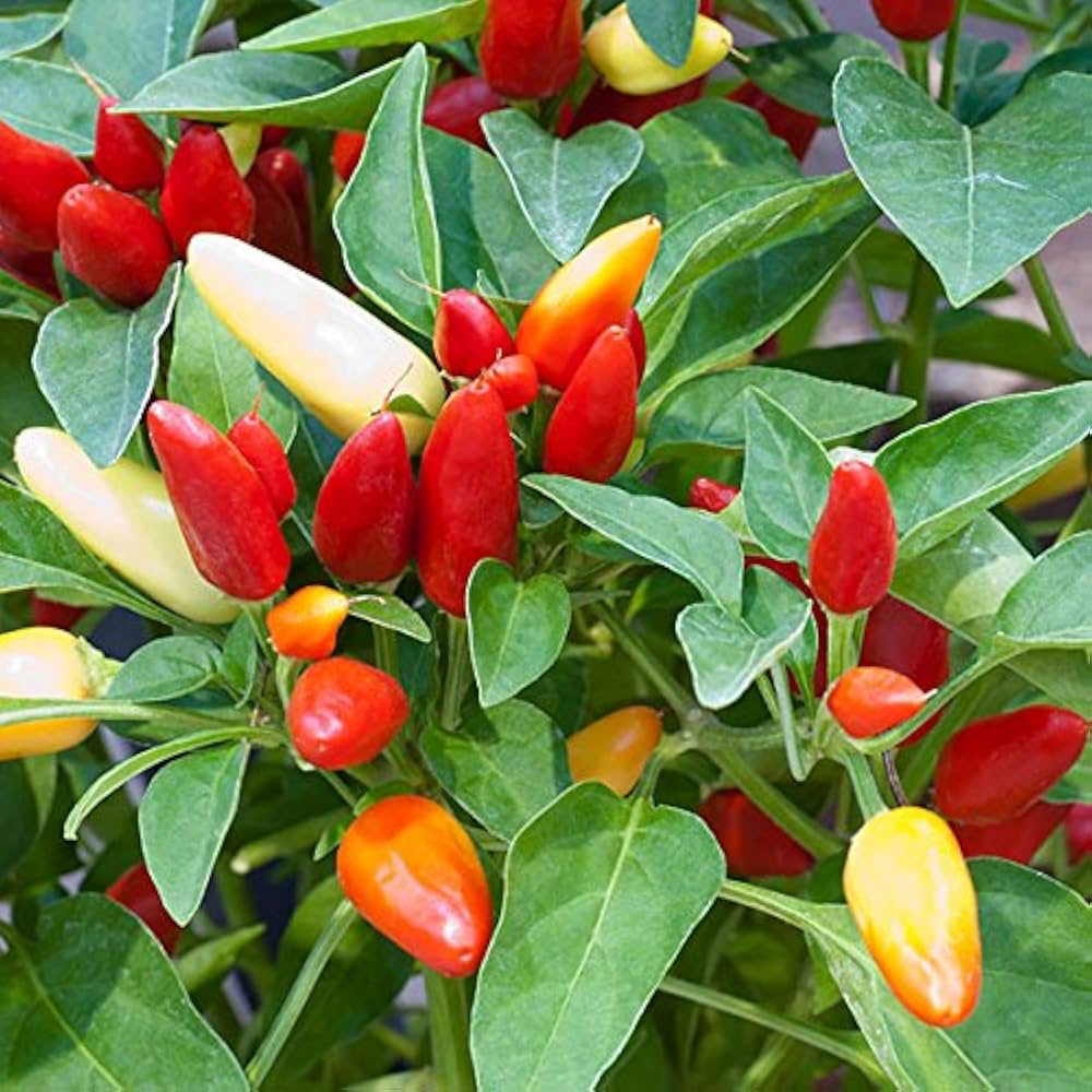 Mini Pepper Vegetable Seeds for Planting