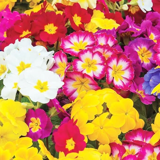 Rainbow Primrose Primula Malacoides Flower Seeds for Planting in Home Garden and Balcony Pots