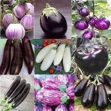 Eggplant Vegetable Seeds for Planting - Hairloom