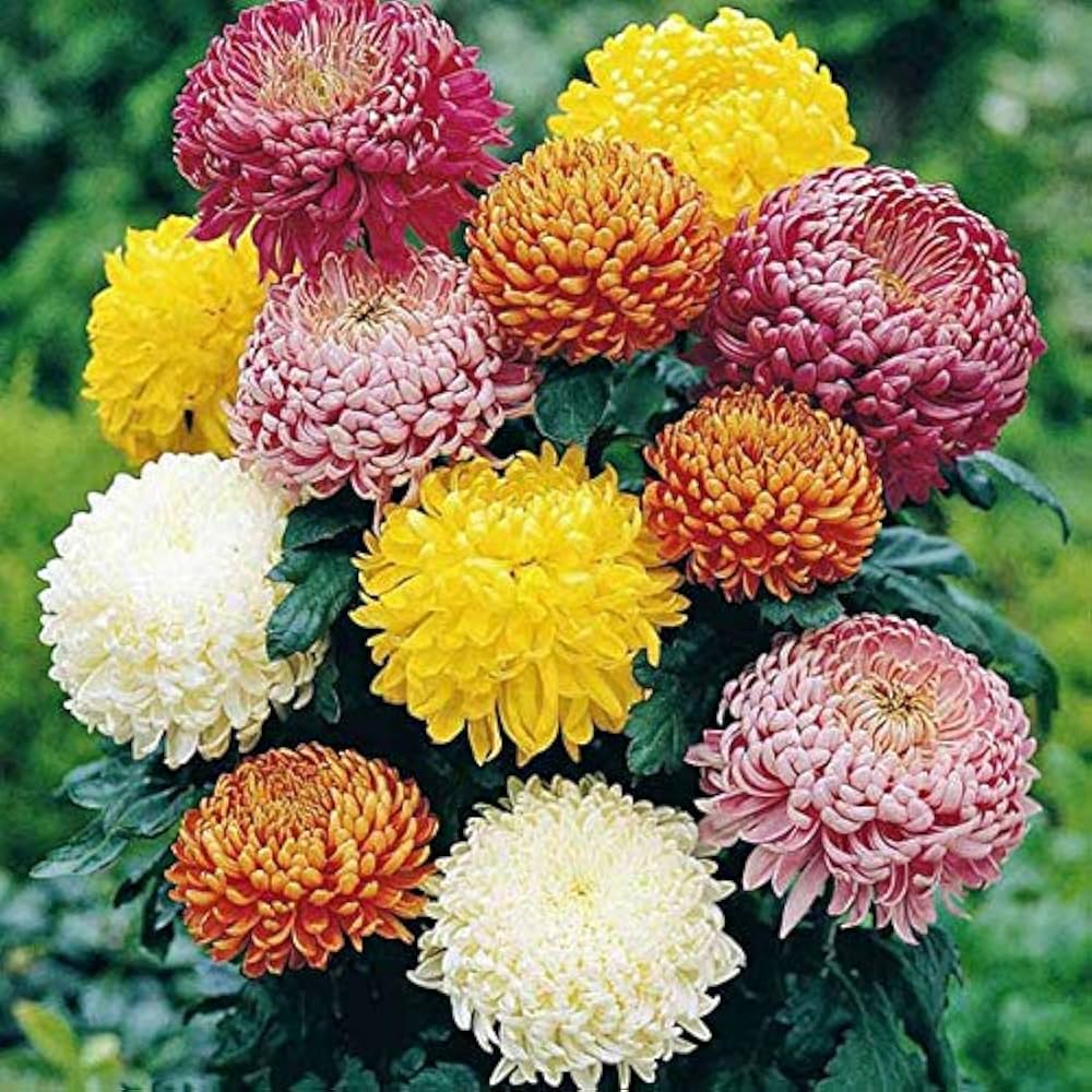Mixed Xeranthemum Flower Seeds - 100 pcs