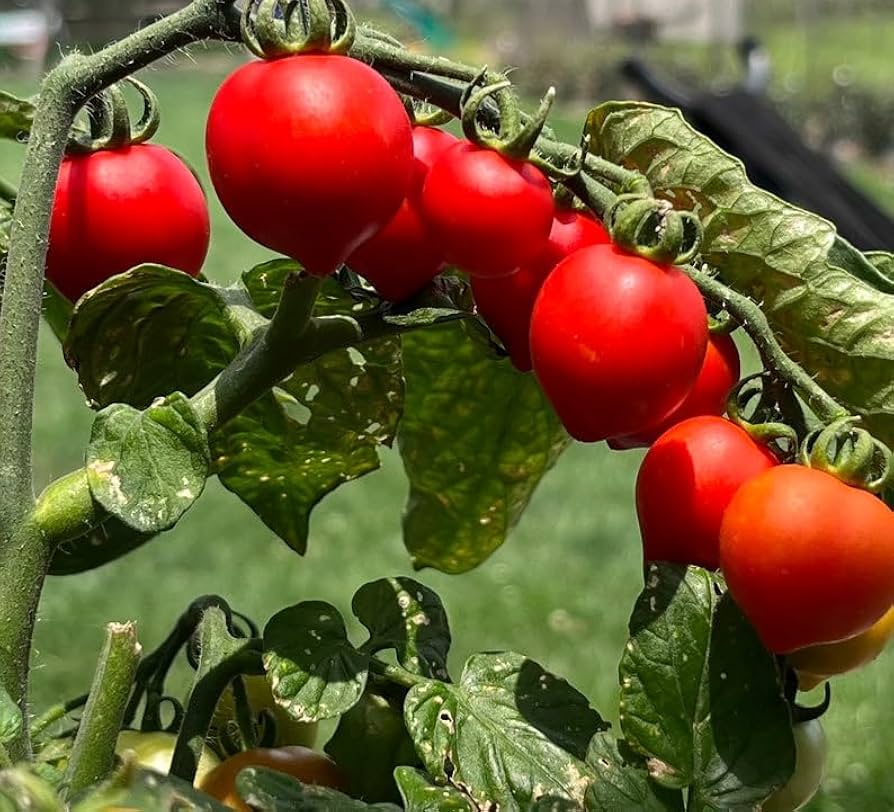 Tomato Solanum Lycopersicum Bonsai Vegetable Seeds for Planting – Compact Variety for Patio Pots and Container Gardening