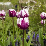 White Purple Flower Seeds for Planting – Heirloom, Non-GMO, Vibrant Garden Blooms Dhara Seeds